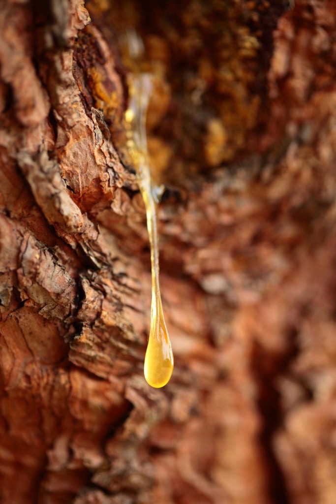 India Chirpine Resin Origin