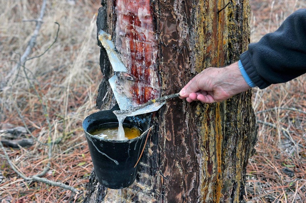 Resin being collected in a bucket from pine tree